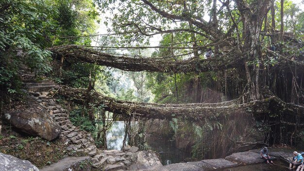 Meghalaya — Living Root Bridge